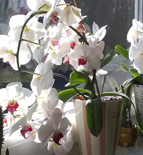 Sport Manca Garni 호텔 3*