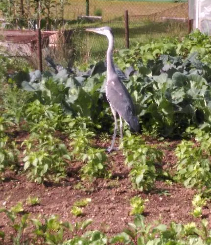 Sport Manca Garni 3* Radovljica